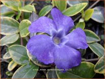 Vinca minor &#39;Aureovariegata&#39;