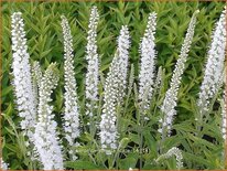 Veronica spicata &#39;Icicle&#39;