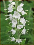 Veronica spicata &#39;Icicle&#39;