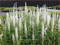 Veronica spicata &#39;Icicle&#39;