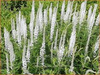 Veronica spicata &#39;Icicle&#39;