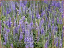 Veronica spicata 'Nana Blauteppich'