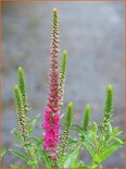 Veronica spicata 'Rotfuchs'