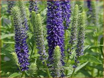 Veronica spicata &#39;Ulster Blue Dwarf&#39;