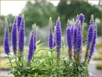 Veronica spicata &#39;Ulster Blue Dwarf&#39;