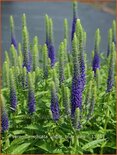 Veronica spicata &#39;Ulster Blue Dwarf&#39;