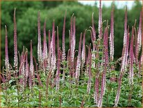 Veronicastrum virginicum &#39;Erika&#39;