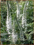 Veronica longifolia 'Schneeriesin'