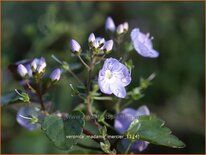 Veronica 'Madame Mercier'