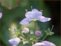 Veronica 'Madame Mercier'