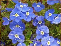 Veronica peduncularis &#39;Georgia Blue&#39;