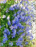 Veronica prostrata