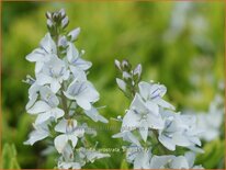 Veronica prostrata 'Alba'