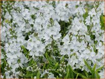 Veronica prostrata 'Alba'