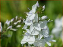 Veronica prostrata 'Alba'