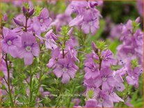 Veronica prostrata &#39;Mrs Holt&#39;