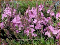 Veronica prostrata &#39;Mrs Holt&#39;