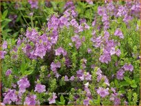 Veronica prostrata &#39;Mrs Holt&#39;