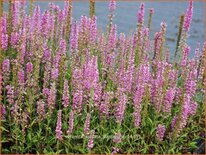 Veronica spicata &#39;Barcarolle&#39;