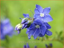 Veronica austriaca &#39;Shirley Blue&#39;