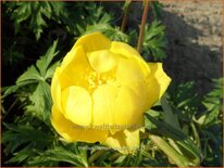 Trollius &#39;Lemon Queen&#39;