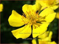 Trollius pumilus