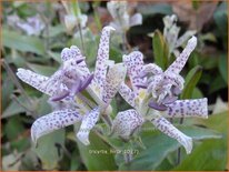 Tricyrtis hirta