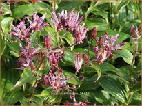 Tricyrtis &#39;Sinonome&#39;