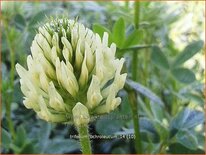 Trifolium ochroleucum