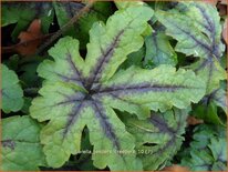 Tiarella 'Jeepers Creepers'