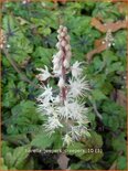 Tiarella 'Jeepers Creepers'