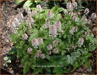 Tiarella 'Pink Brushes'