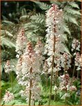 Tiarella 'Pink Brushes'