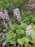 Tiarella &#39;Tiger Stripe&#39;