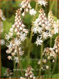 Tiarella &#39;Tiger Stripe&#39;