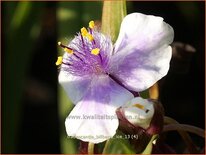 Tradescantia &#39;Billberry Ice&#39;