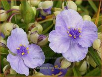 Tradescantia &#39;Little Doll&#39;