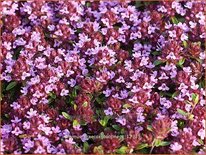 Thymus praecox &#39;Coccineus&#39;