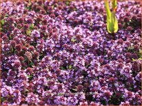 Thymus praecox &#39;Coccineus&#39;