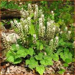 Tiarella cordifolia