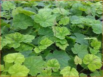 Tiarella cordifolia