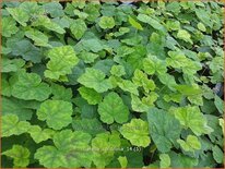 Tiarella cordifolia