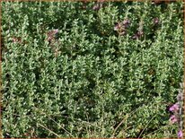 Teucrium lucidrys