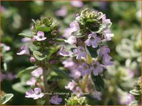 Thymus citriodorus &#39;Silver Queen&#39;