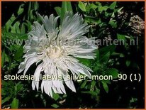 Stokesia laevis 'Silver Moon'