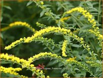 Solidago rugosa &#39;Fireworks&#39;