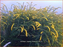 Solidago rugosa &#39;Fireworks&#39;