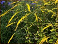 Solidago rugosa &#39;Fireworks&#39;