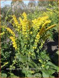 Solidago sphacelata 'Golden Fleece'