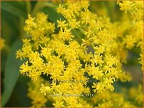 Solidago &#39;Strahlenkrone&#39;